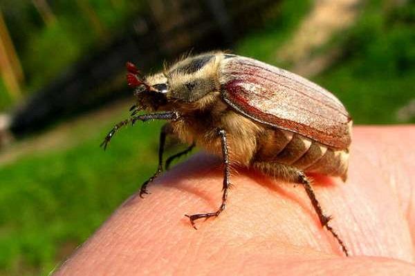 insect op vinger 