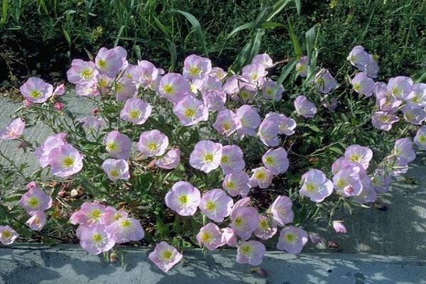 low growing shrub