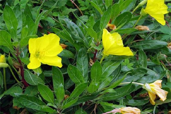 large leaves 