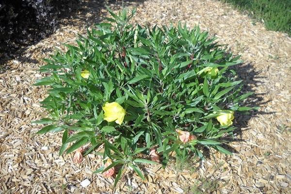 growing on site 