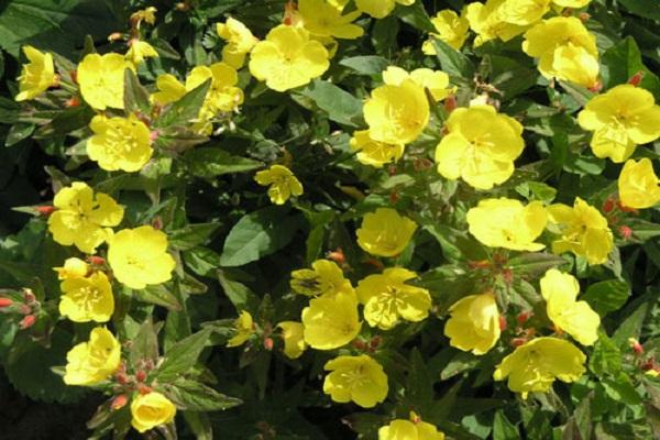 evening primrose blooming 