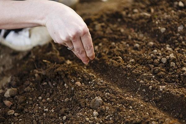 plantering i trädgården 