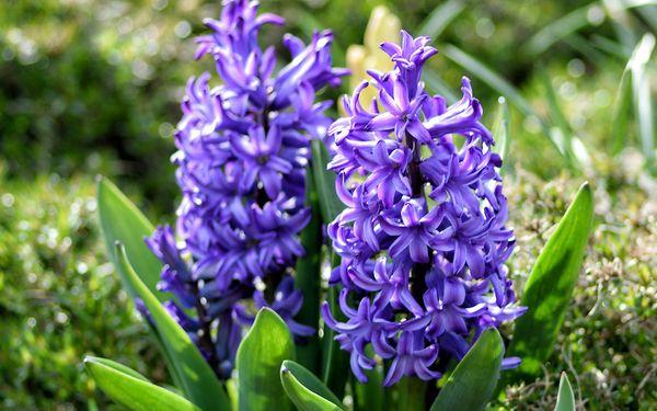 květiny Hyacint