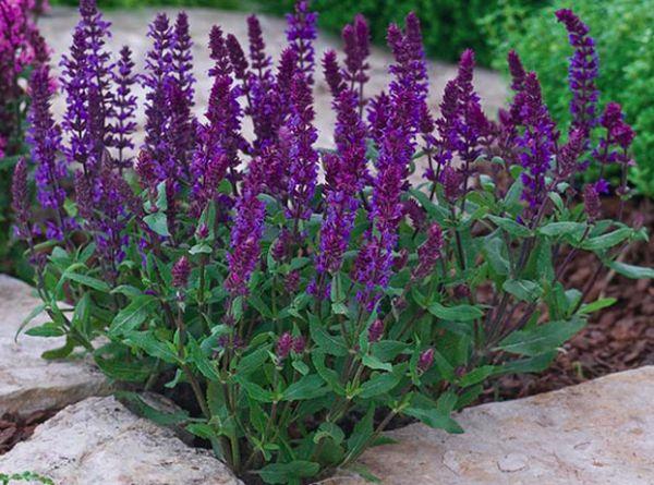 Salvia (Salie)