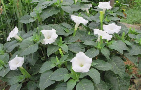 Datura of Datura gras