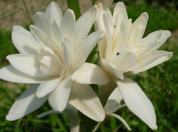 Tuberose Perle