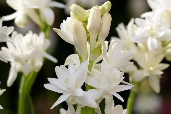 Tuberose na bulaklak