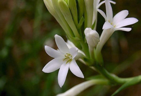 Larawan ng tuberose