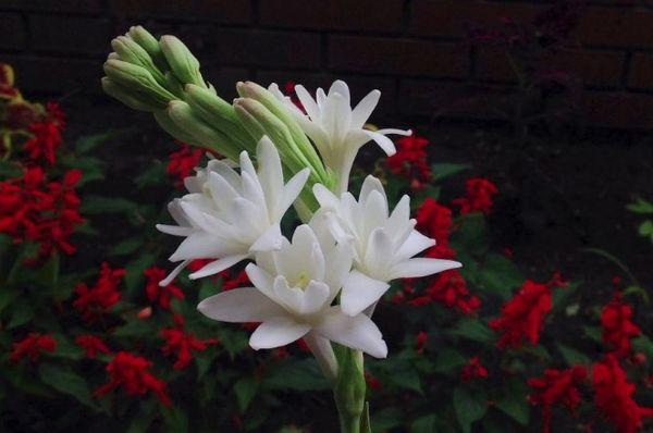 Tuberose gewöhnlich