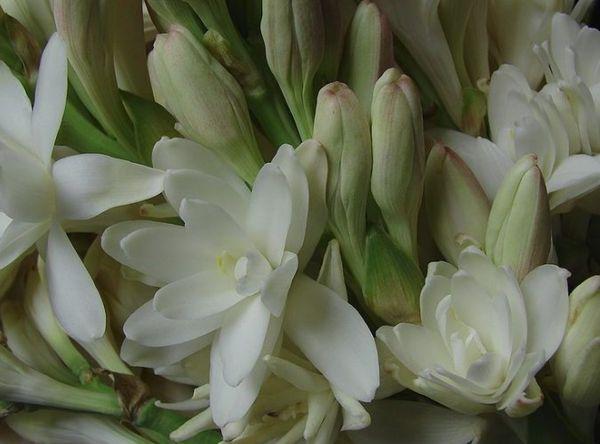 Tuberose na bulaklak