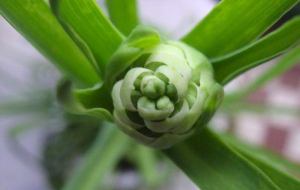  Paglilinang ng tuberose