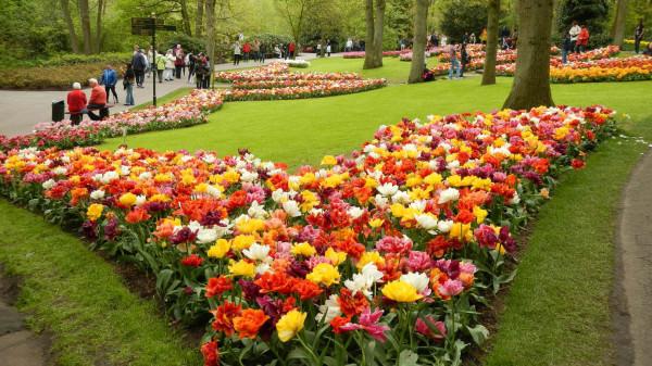 hogyan ültessen szépen tulipánt Tervezés