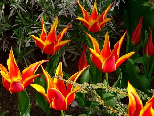 botanische Tulpen Lesnoy