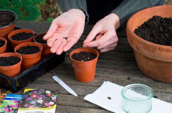 Thunbergia seeding