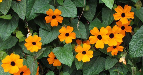 מכונף (Thunbergia alata)