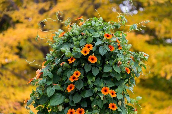 Thunbergia černooká 