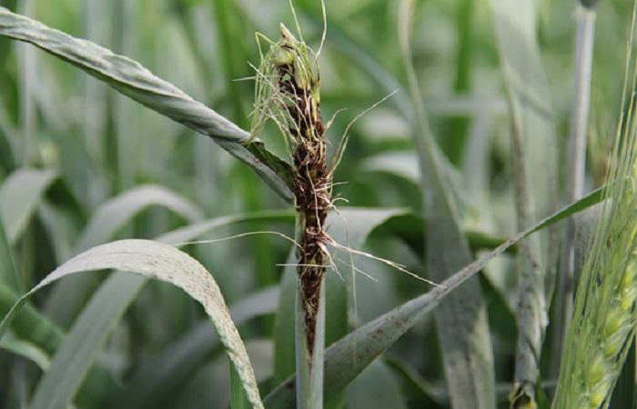 la plante disparaît 