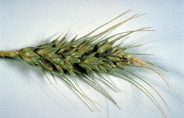 pšeničná zrna 