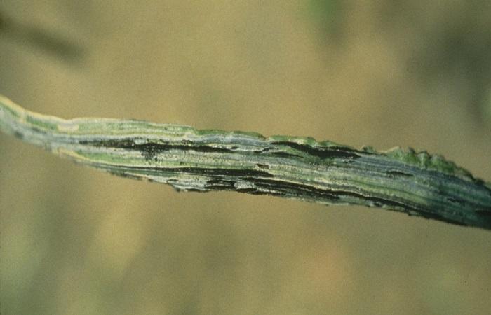 Disease on the stem 