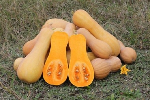 græskar butternut