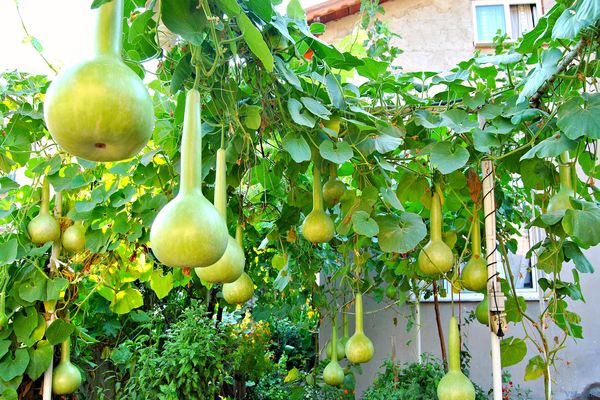 pear-shaped pumpkin