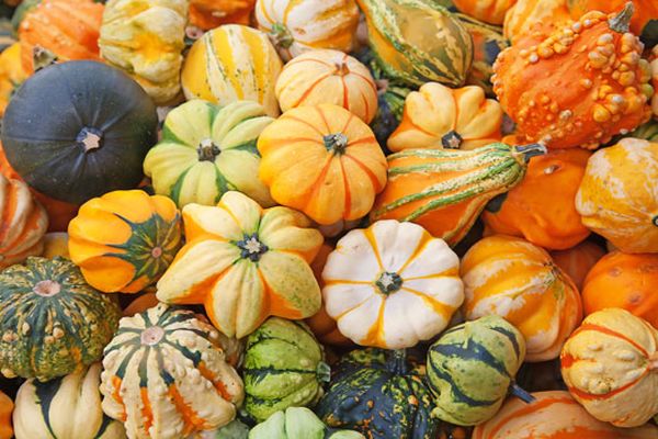 decorative pumpkin