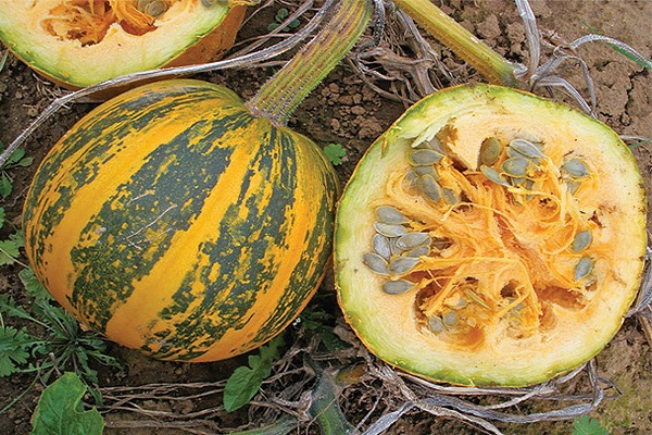 pumpkin gymnosperm