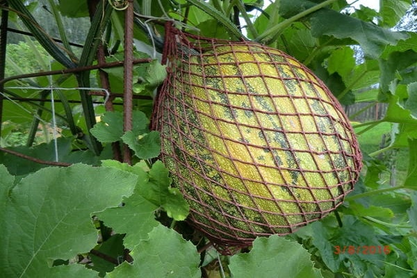 množství antioxidantů