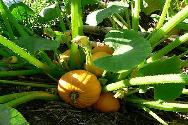 seeds in the ground