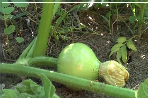 regles de la tecnologia agrícola