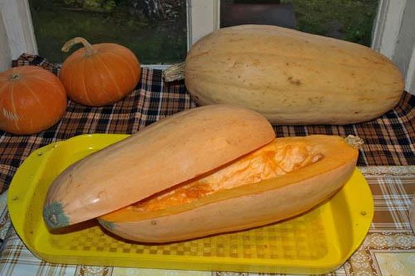 cross-section of pumpkin