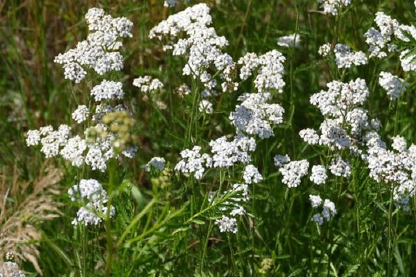 lumalaki ang yarrow