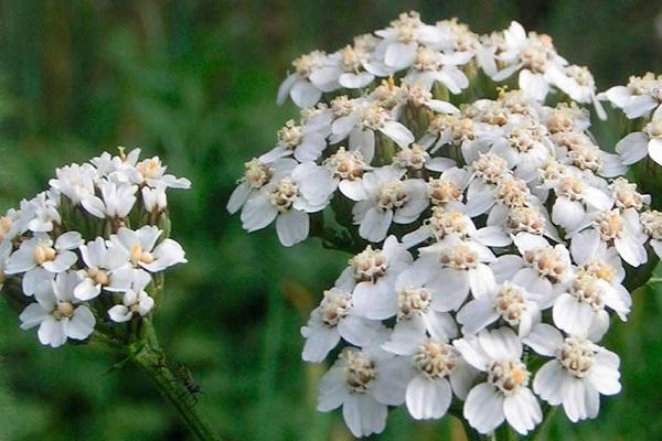 puting petals 