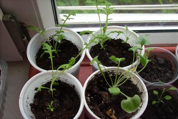 plantando em xícaras 