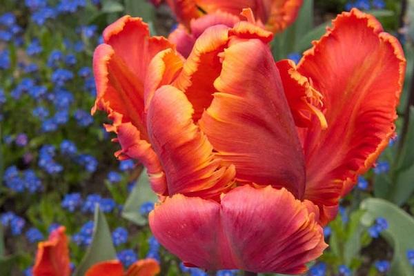 red petals 