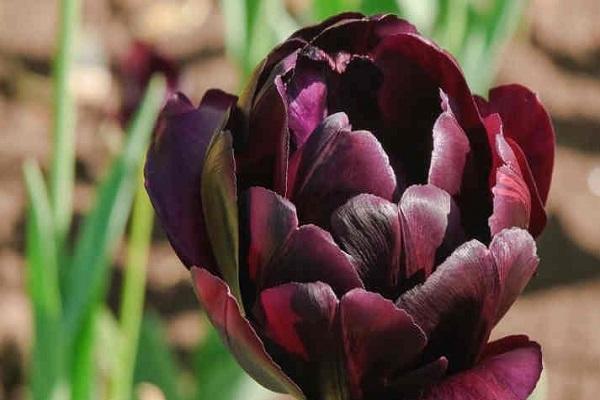 ochrana tulipánů
