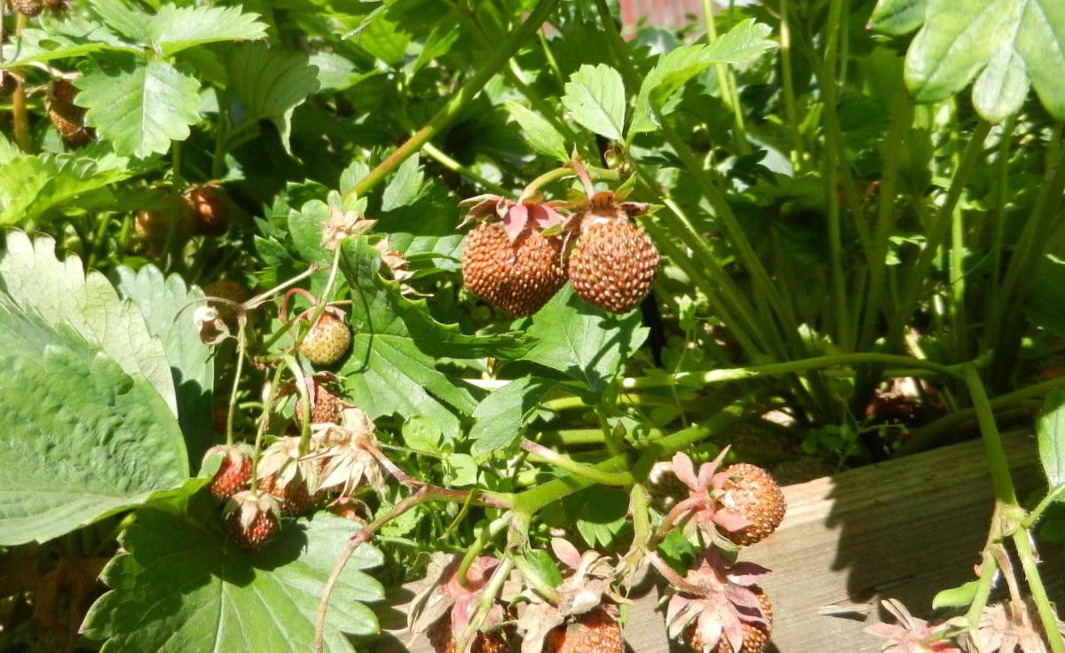 Erdbeeren trocknen