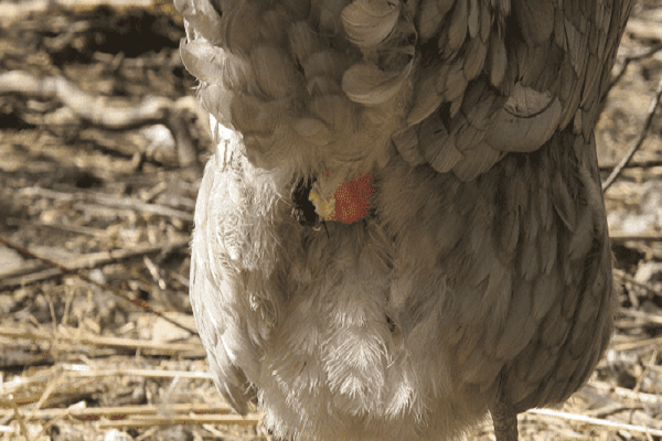 Der Vogel hat ein Problem 