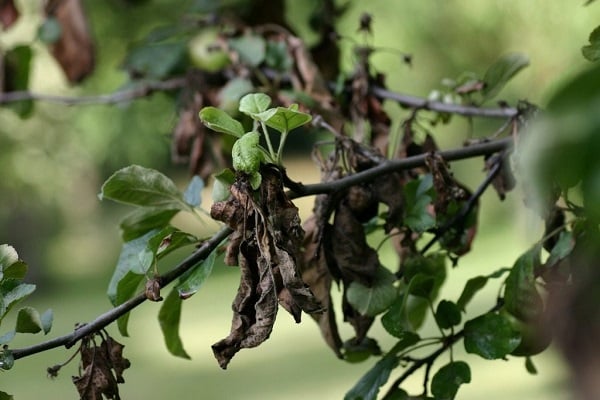 troncs de plantes