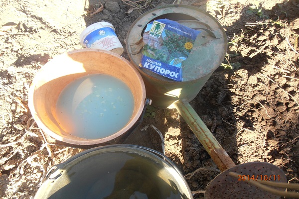 disinfezione degli alberi