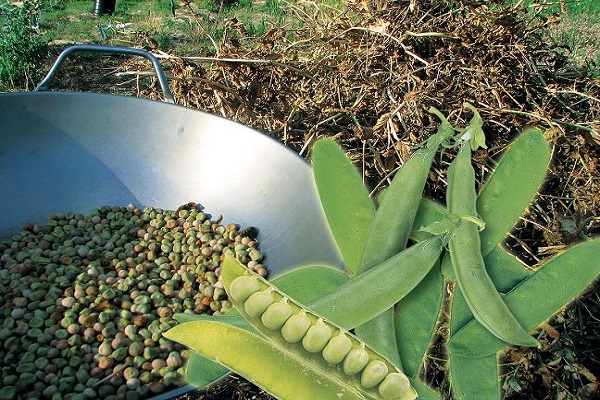 aparición de brotes