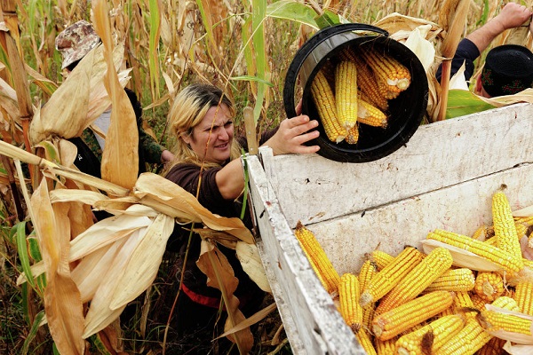 tinatanggihan ang mga cobs