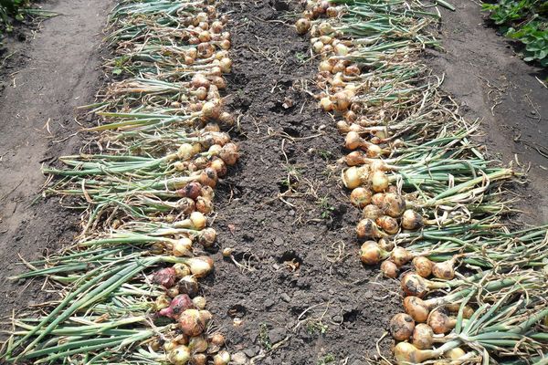 onion cleaning in the garden