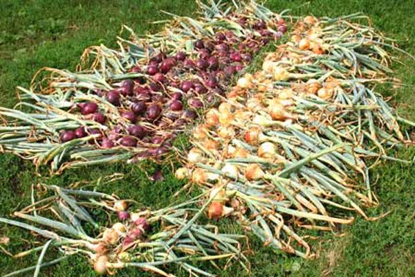 harvesting onions