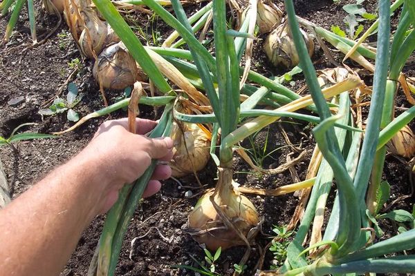 The benefits and harms of white onions, varieties, storage and harvesting rules