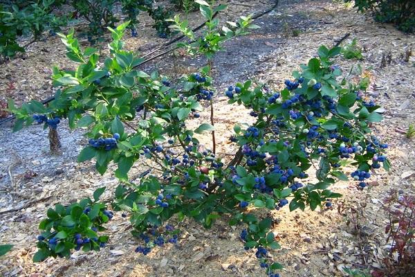 Blueberries are ripe 