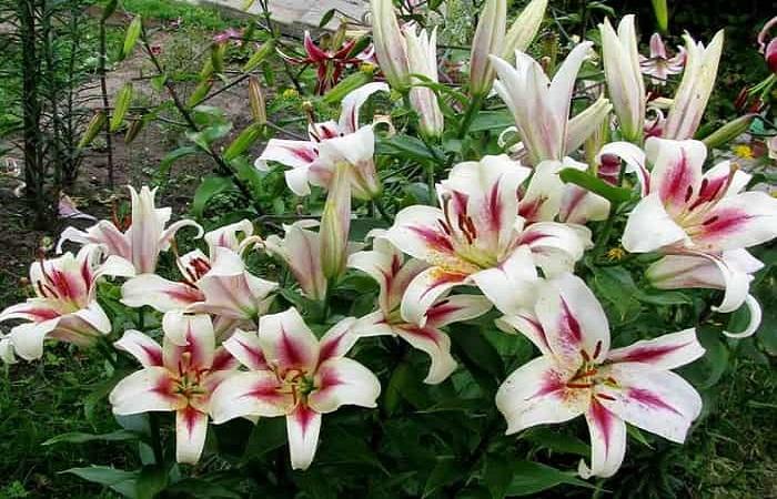 bouquet of lilies 