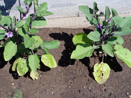 maladies de l'aubergine