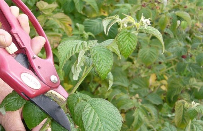 scissors at work 