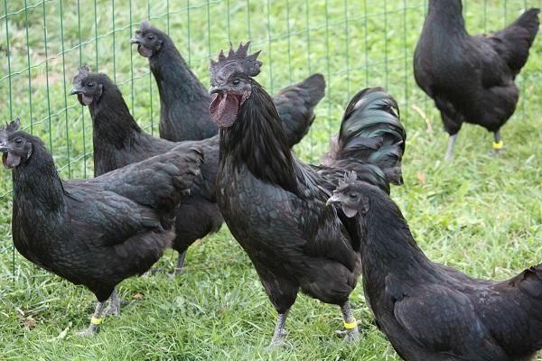 poulets noirs